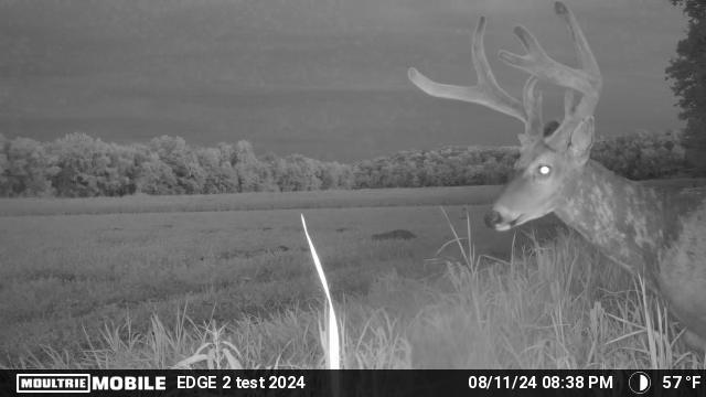 [Titre du site] Ceci est l'accord le plus fou des caméras de sentiers cellulaires en ce moment