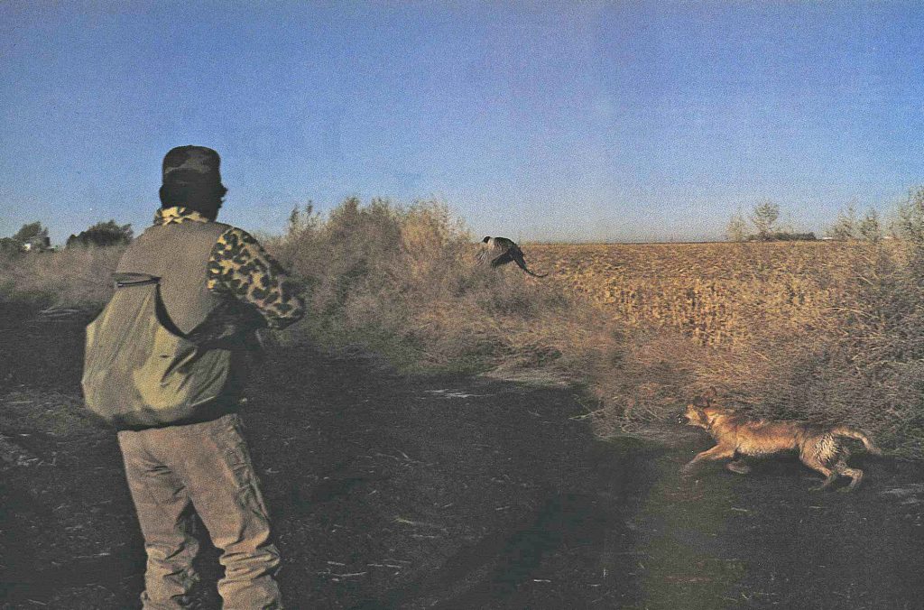 Conseils à l'ancienne sur la façon de chasser les faisans seuls