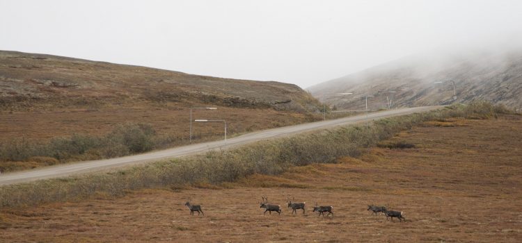 L'administration Trump Just Greenlit the Ambler Road Project, renversant des années de contribution de l'Outdoorsmen
