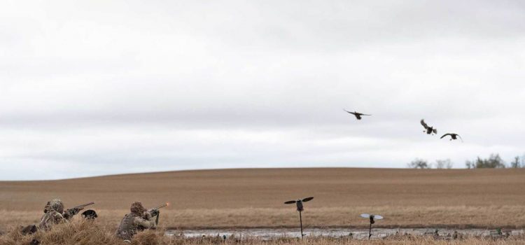 Les 9 plus grands mythes sur la chasse au canard
