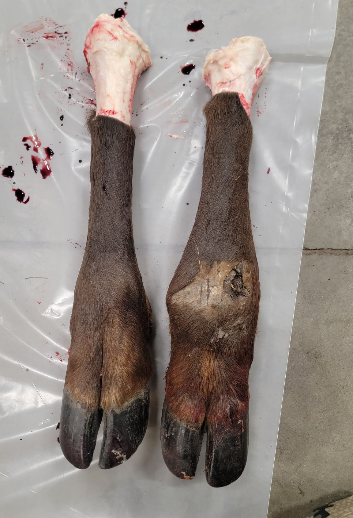 [Titre du site] Après 20 ans d'application, 28 jours de chasse et 150 miles de randonnée, j'ai tiré mon taureau à 8 mètres