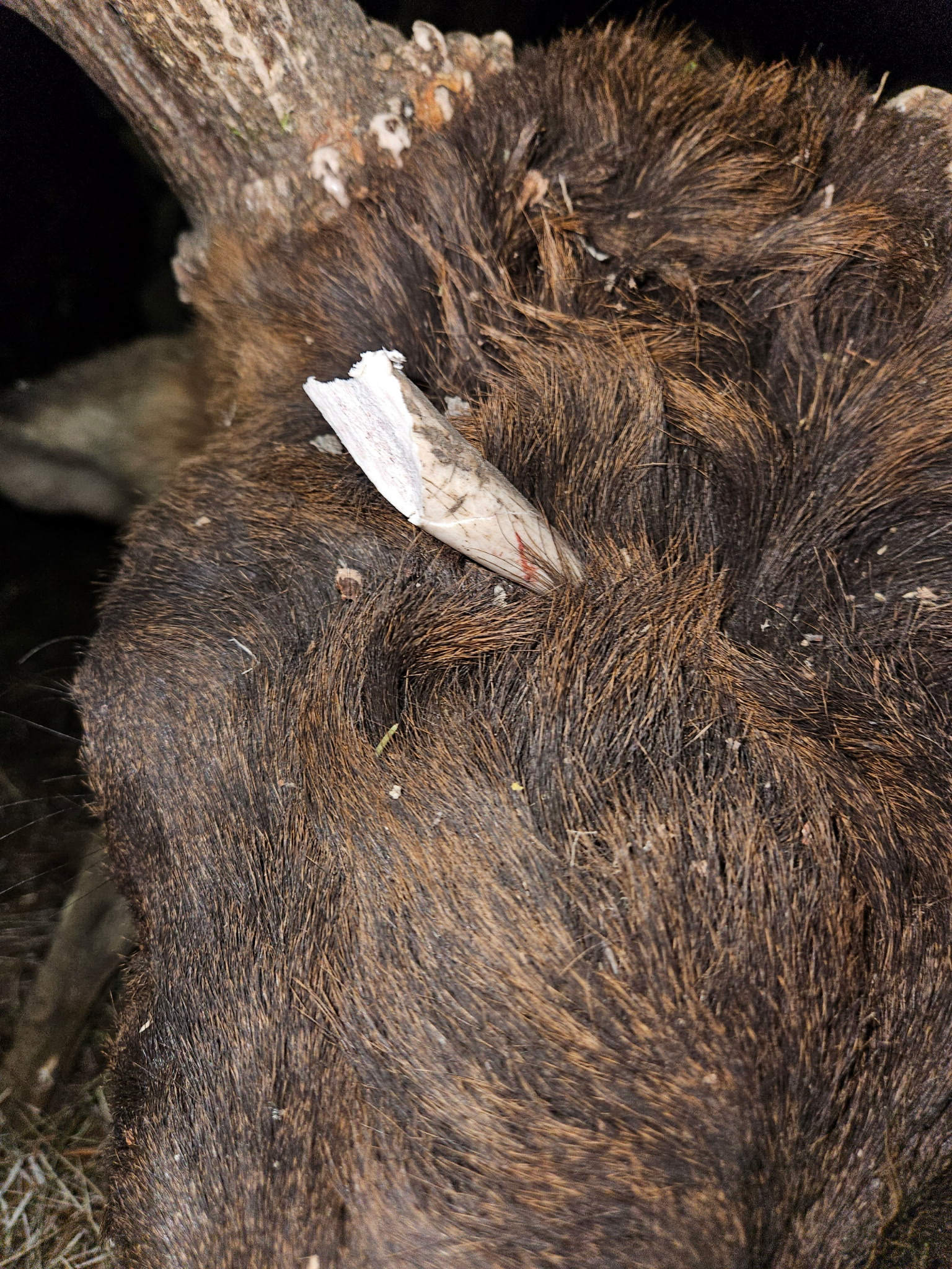 [Titre du site] Après 20 ans d'application, 28 jours de chasse et 150 miles de randonnée, j'ai tiré mon taureau à 8 mètres