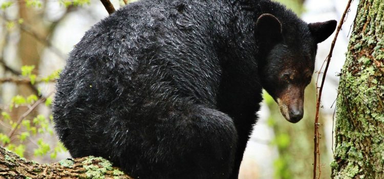 Les anti-chasseurs ont retiré au moins 23 pour cent des étiquettes d'ours noirs de Floride, selon un activiste local
