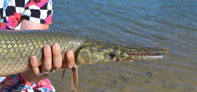 Ce pêcheur vient peut-être de battre un record du monde. Il a définitivement cassé sa verge
