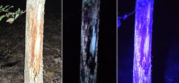 Les frottements et les éraflures brillent comme des « réflecteurs d'autoroute » pour les cerfs, selon une nouvelle étude
