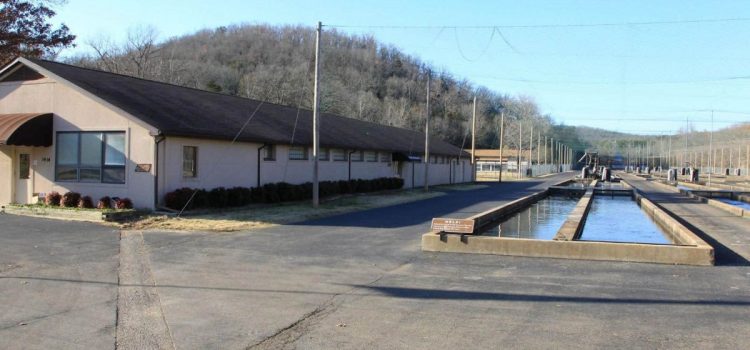 L’Arkansas réduit la récolte de truites sur les célèbres eaux arrière alors que les principales écloseries s’effondrent
