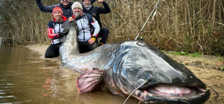 Les pêcheurs polonais disent que ce poisson-chat gigantesque est un nouveau record du monde
