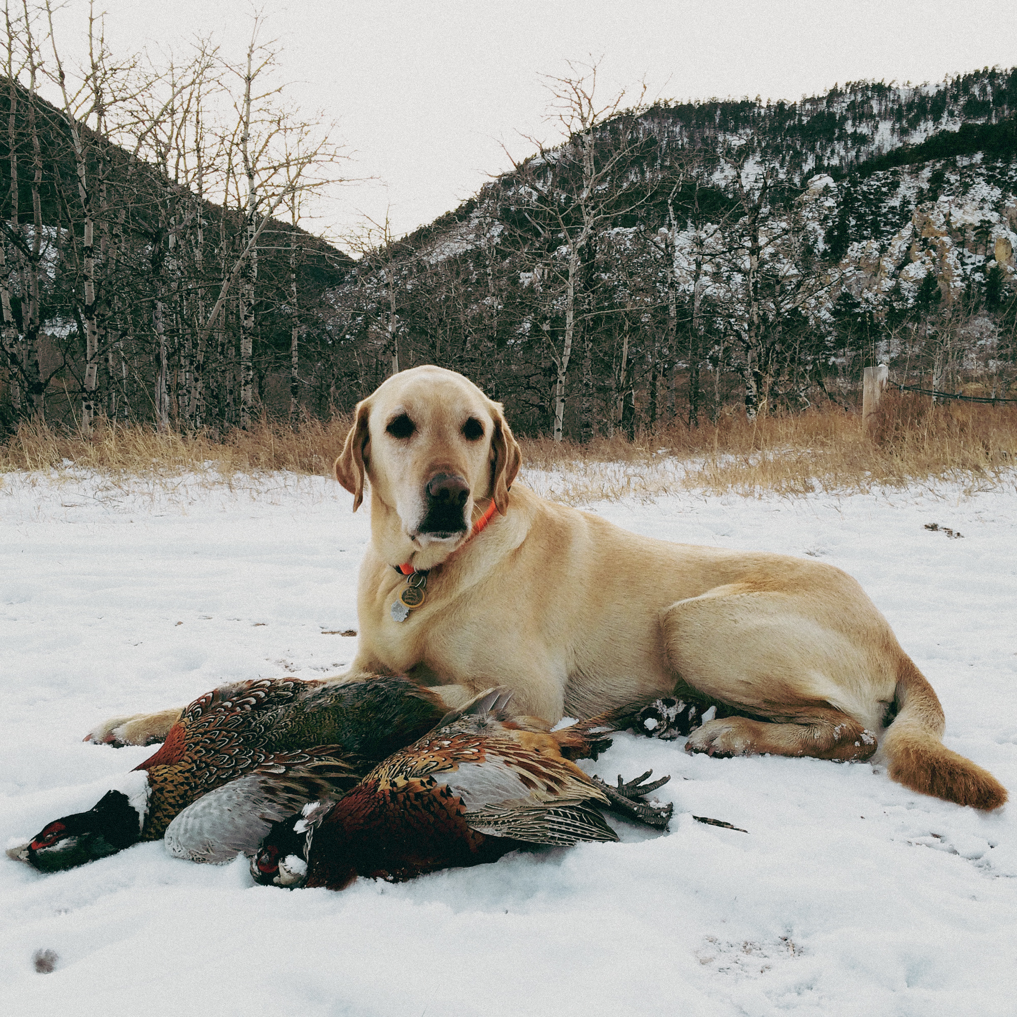 [Titre du site] J'ai appris l'une des leçons les plus importantes de la vie grâce à mon premier chien oiseau