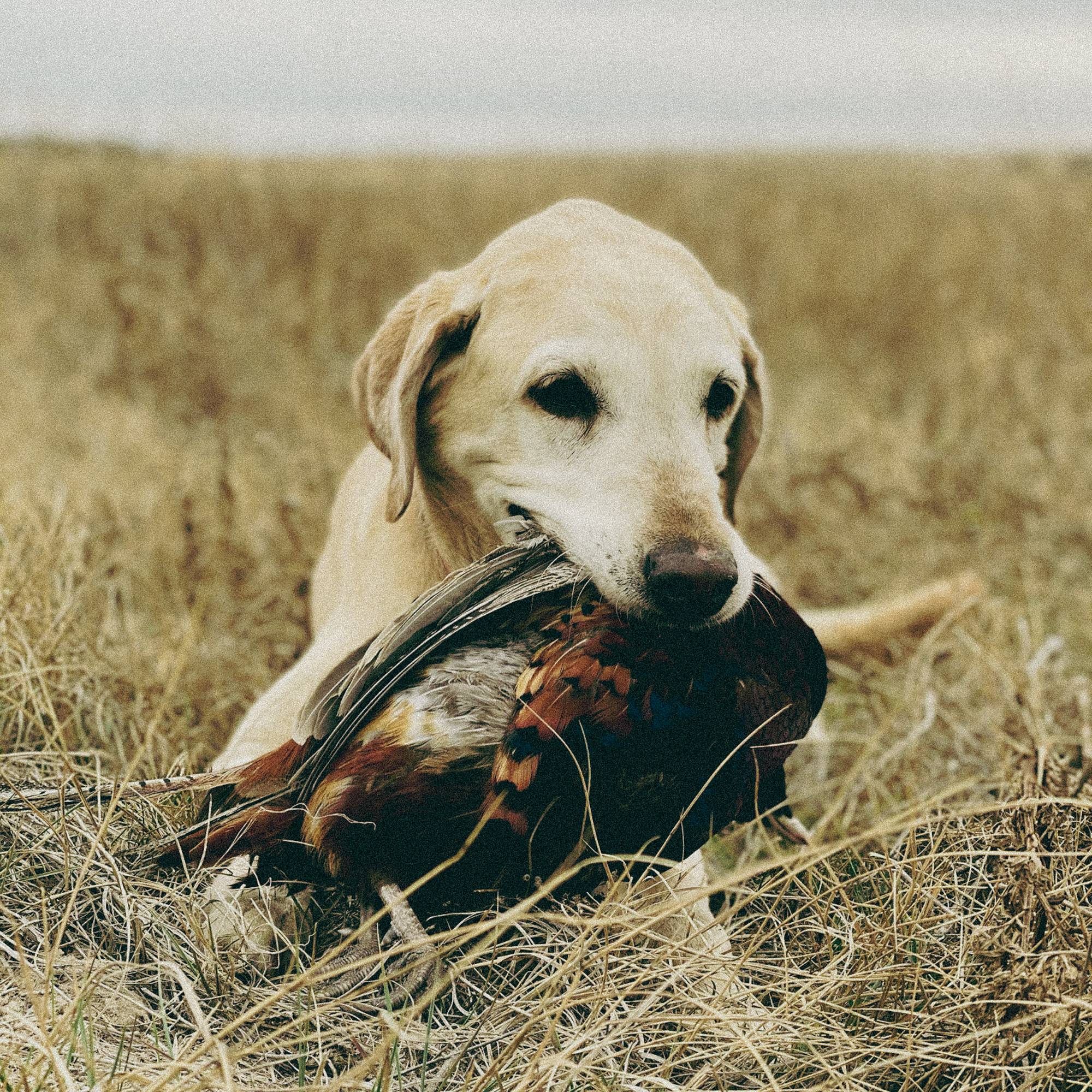 [Titre du site] J'ai appris l'une des leçons les plus importantes de la vie grâce à mon premier chien oiseau