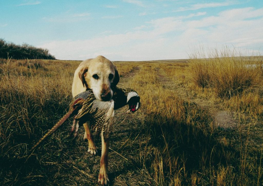 J'ai appris l'une des leçons les plus importantes de la vie grâce à mon premier chien oiseau