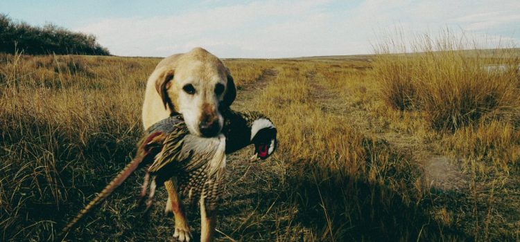 J'ai appris l'une des leçons les plus importantes de la vie grâce à mon premier chien oiseau
