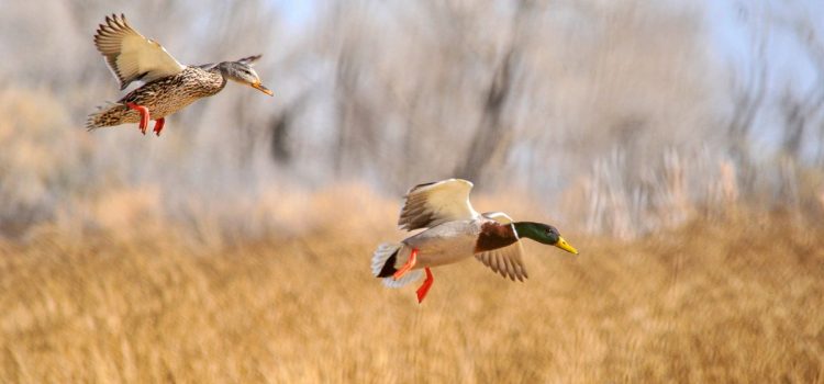 « L'IA m'a dit que la saison des canards était ouverte » et d'autres raisons pour lesquelles les responsables avertissent les chasseurs de ne pas compter sur l'IA
