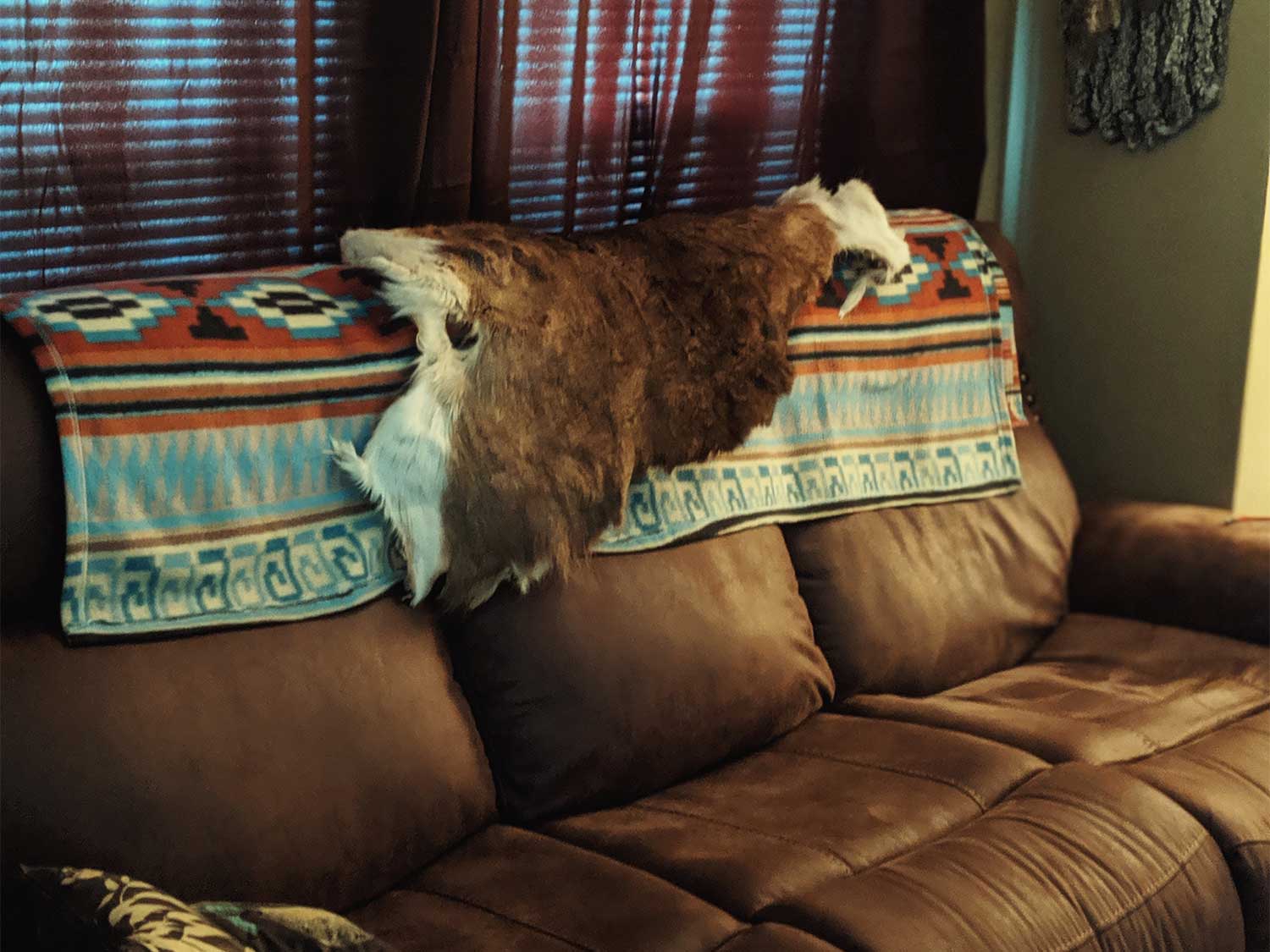 [Titre du site] Ne jetez pas vos peaux de cerf. Voici quoi en faire à la place