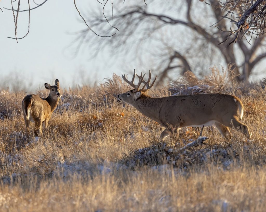 Les 9 meilleurs emplacements de stand de cerfs pour chasser le rut