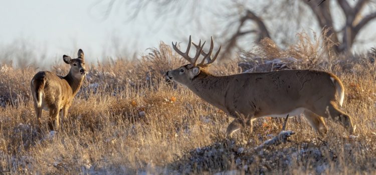 Les 9 meilleurs emplacements de stand de cerfs pour chasser le rut
