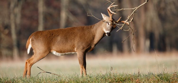 Où tuer un dollar ce week-end : ciblez ces principales sources de nourriture et ces éraflures Où tuer un dollar ce week-end : ciblez ces principales sources de nourriture et ces éraflures