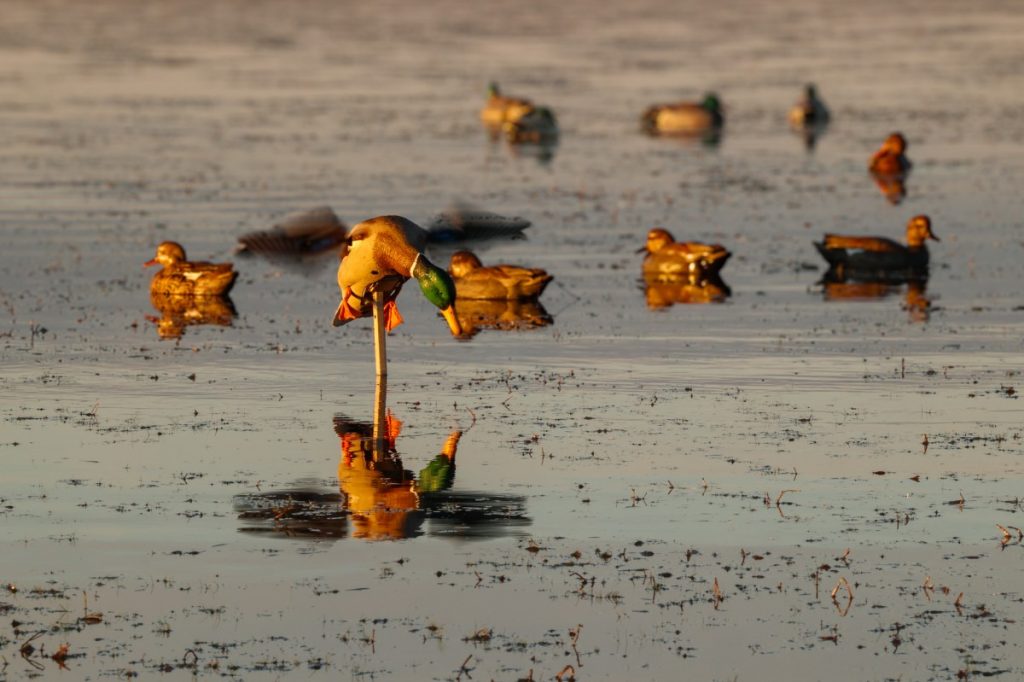 Les 3 leurres de mouvement dont tous les chasseurs de canards ont besoin par une journée calme