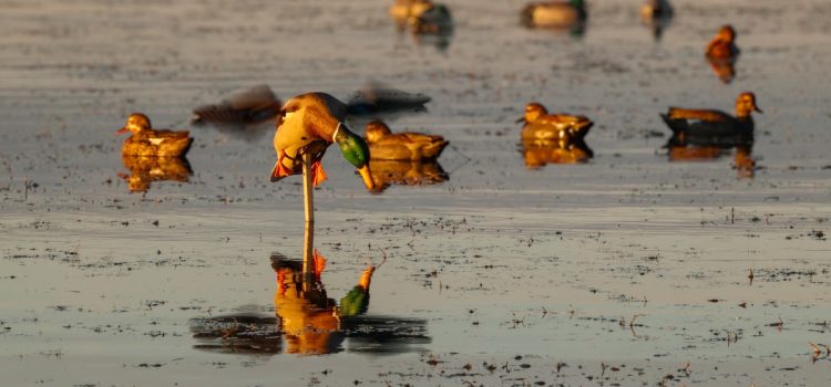Les 3 leurres de mouvement dont tous les chasseurs de canards ont besoin par une journée calme Les 3 leurres de mouvement dont tous les chasseurs de canards ont besoin par une journée calme