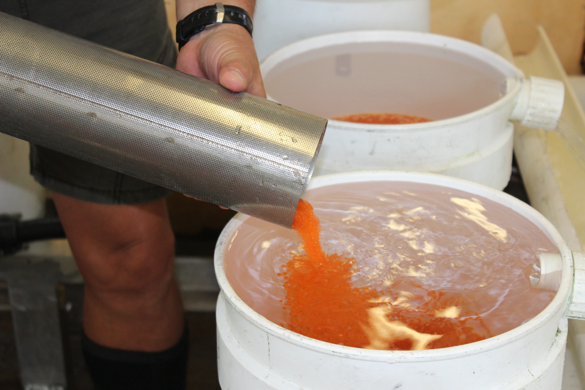 [Titre du site] Il est temps de mettre fin à la pêche à la truite avec remise à l’eau – ou de s’améliorer encore davantage