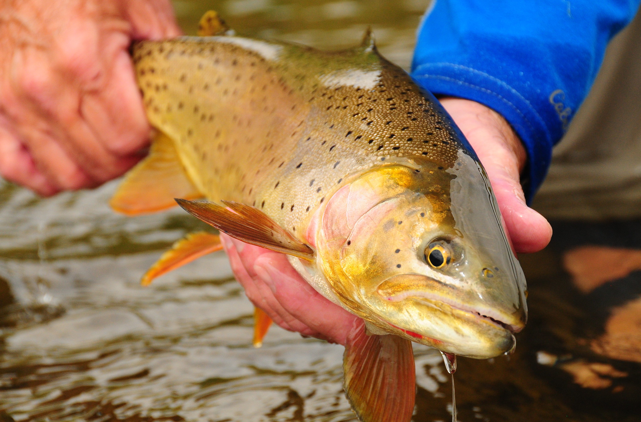 [Titre du site] Il est temps de mettre fin à la pêche à la truite avec remise à l’eau – ou de s’améliorer encore davantage