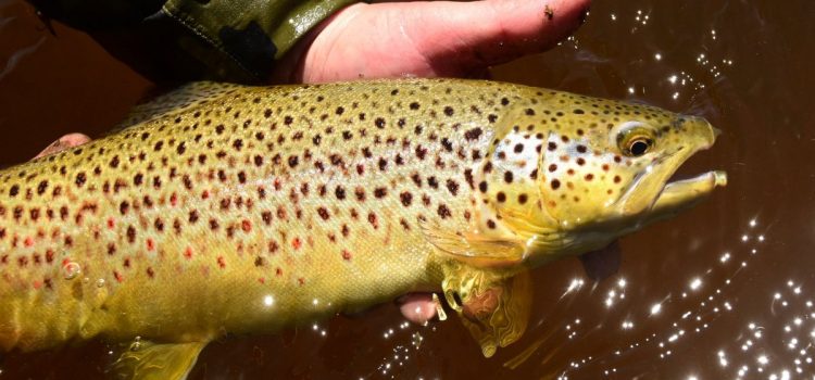 Il est temps de mettre fin à la pêche à la truite avec remise à l’eau – ou de s’améliorer encore davantage
