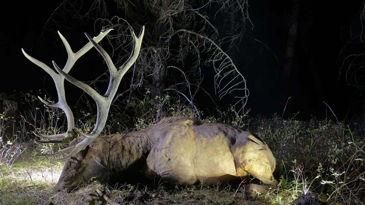 [Titre du site] Après 20 ans d'application, 28 jours de chasse et 150 miles de randonnée, j'ai tiré mon taureau à 8 mètres