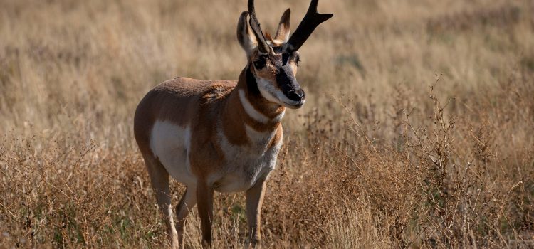 Le Colorado a déjà suspendu deux chasses en raison de la fermeture du gouvernement. Plus pourrait être à l’horizon Le Colorado a déjà suspendu deux chasses en raison de la fermeture du gouvernement. Plus pourrait être à l'horizon