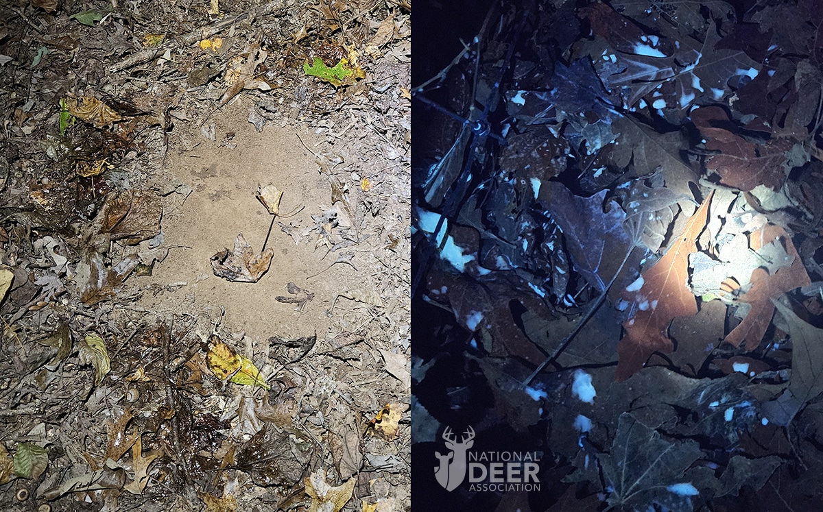 [Titre du site] Les frottements et les éraflures brillent comme des « réflecteurs d'autoroute » pour les cerfs, selon une nouvelle étude