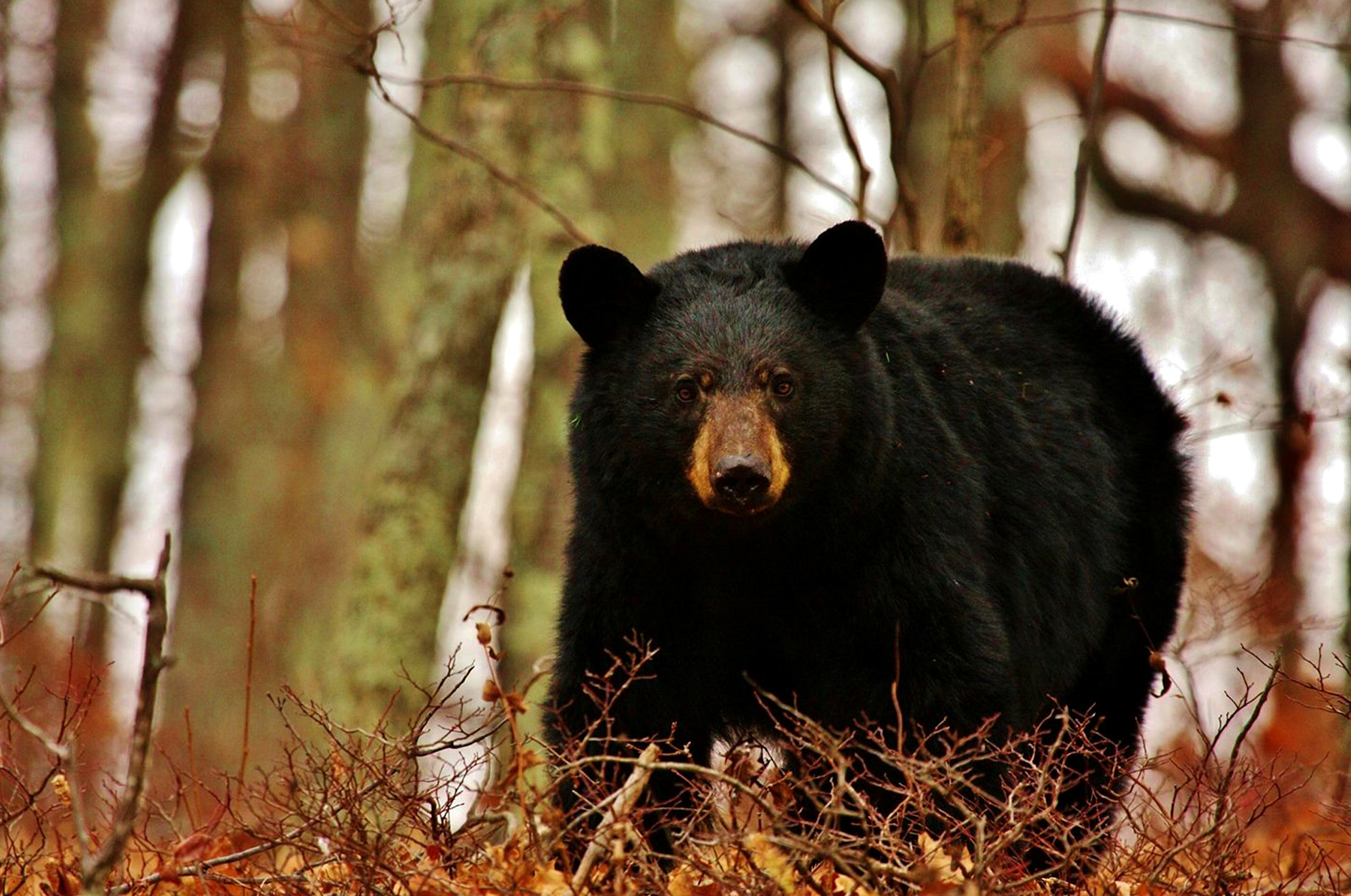 [Titre du site] L'homme retrouvé mort dans le terrain de camping de l'Arkansas a probablement été tué par un ours. Ce serait la deuxième attaque mortelle là-bas en un mois