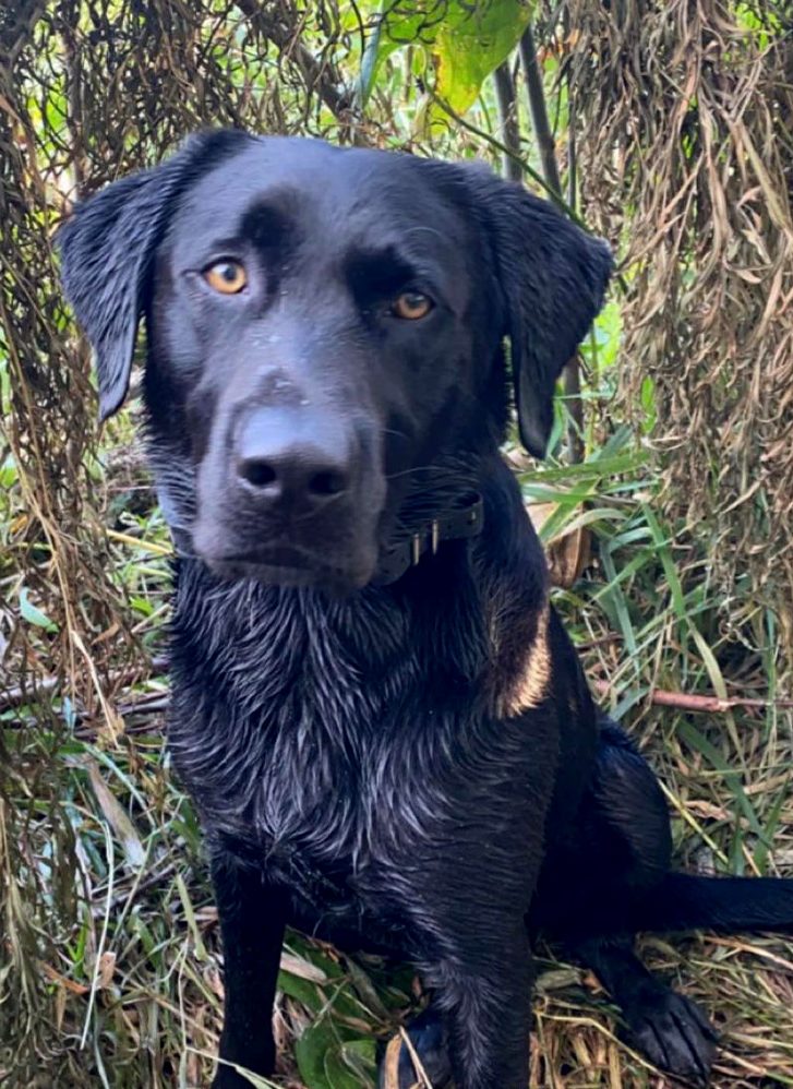 [Titre du site] Un chasseur a été retrouvé avec son chien de canard perdu grâce aux médias sociaux, et cette astuce intelligente