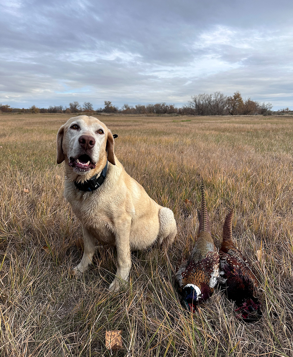 [Titre du site] Lorsque l'EHD atteint Deer Paradise, un chasseur doit donner un sens à la dévastation