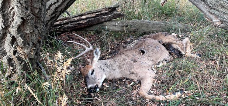 Lorsque l’EHD atteint Deer Paradise, un chasseur doit donner un sens à la dévastation Lorsque l'EHD atteint Deer Paradise, un chasseur doit donner un sens à la dévastation
