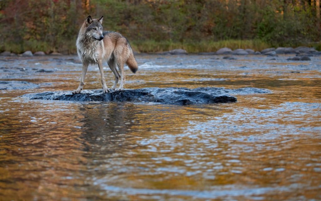 Le gouvernement fédéral déclare qu'il n'élaborera pas de plan national de rétablissement des loups, ouvrant ainsi la porte à son retrait de la liste.
