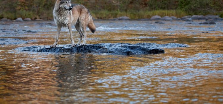 Le gouvernement fédéral déclare qu’il n’élaborera pas de plan national de rétablissement des loups, ouvrant ainsi la porte à son retrait de la liste. Le gouvernement fédéral déclare qu'il n'élaborera pas de plan national de rétablissement des loups, ouvrant ainsi la porte à son retrait de la liste.