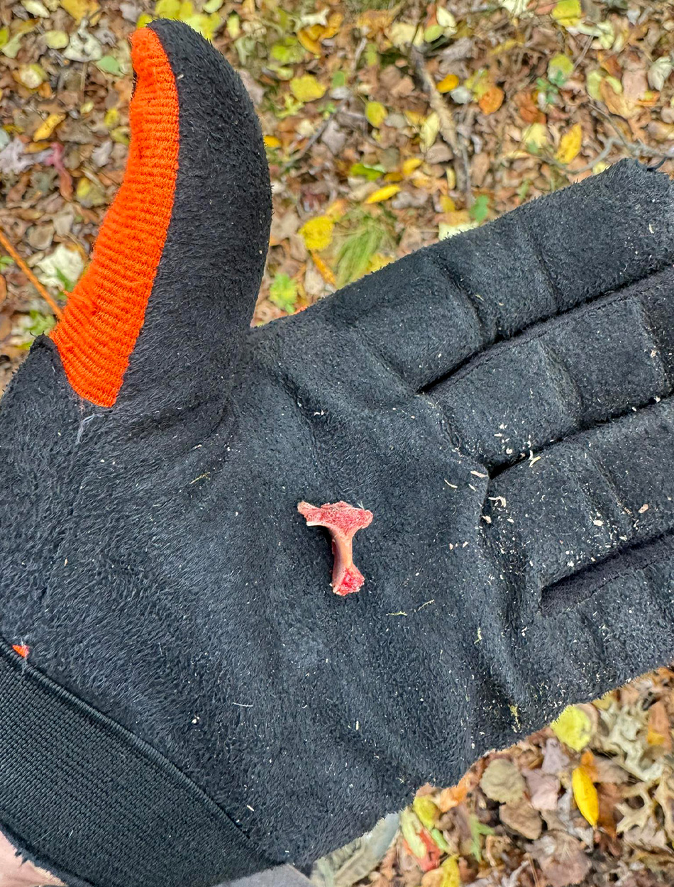 [Titre du site] J'ai traqué un mâle pendant 36 heures pour découvrir qu'un garde-chasse avait déjà pris les bois