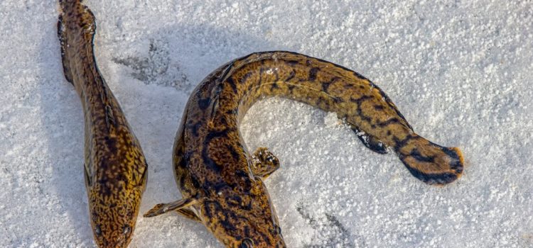 Podcast Quick Strike : Conseils de pro pour attraper la lotte à travers la glace
