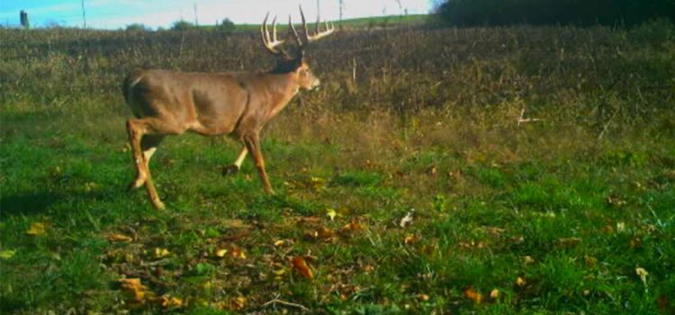 Ohio Crossbow Hunter voit un «Mega Buck» de classe 190 devant la caméra – et l’identifie cet après-midi Ohio Crossbow Hunter voit un «Mega Buck» de classe 190 devant la caméra – et l'identifie cet après-midi