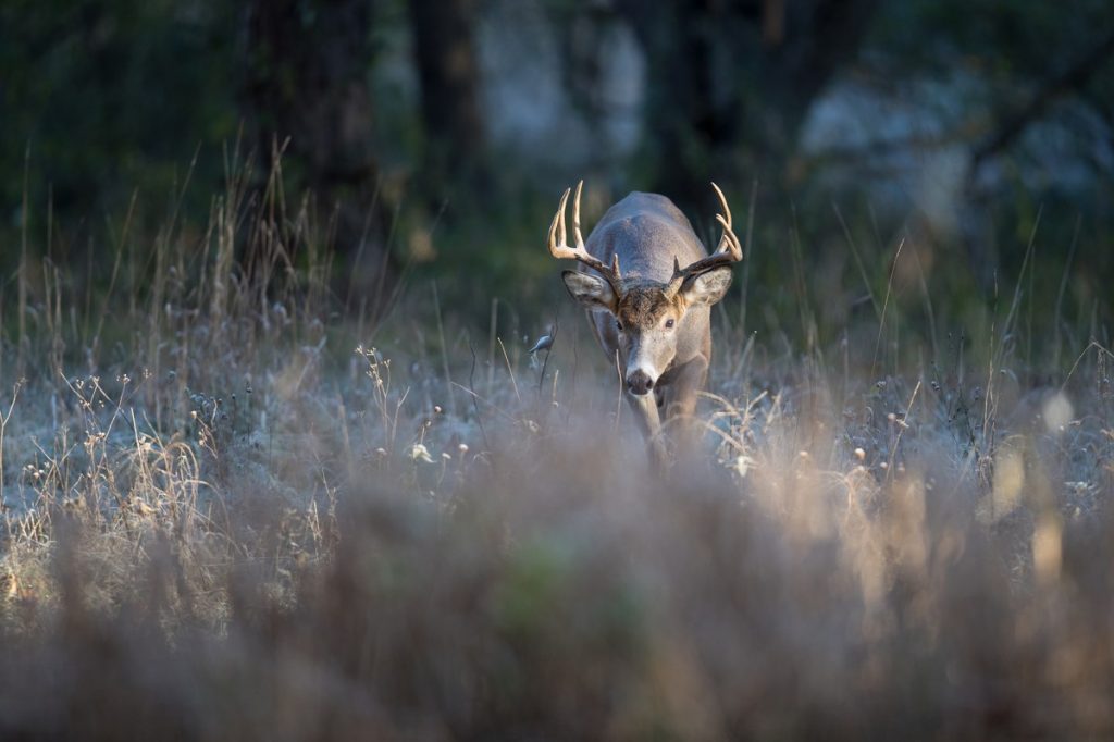 La tactique Whitetail que la plupart des chasseurs ont abandonnée – et pourquoi elle fonctionne toujours