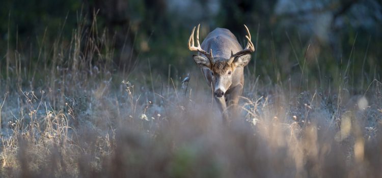 La tactique Whitetail que la plupart des chasseurs ont abandonnée – et pourquoi elle fonctionne toujours La tactique Whitetail que la plupart des chasseurs ont abandonnée – et pourquoi elle fonctionne toujours
