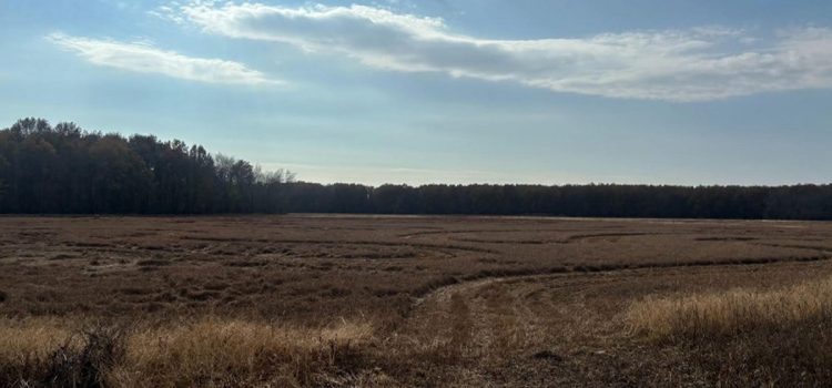 Les voleurs de fil de cuivre « paralysent » les eaux du canard de l’Arkansas juste avant le match d’ouverture Les voleurs de fil de cuivre « paralysent » les eaux du canard de l'Arkansas juste avant le match d'ouverture