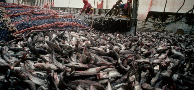 Cette pratique de pêche commerciale ahurissante vole les pêcheurs de l’Alaska Cette pratique de pêche commerciale ahurissante vole les pêcheurs de l'Alaska