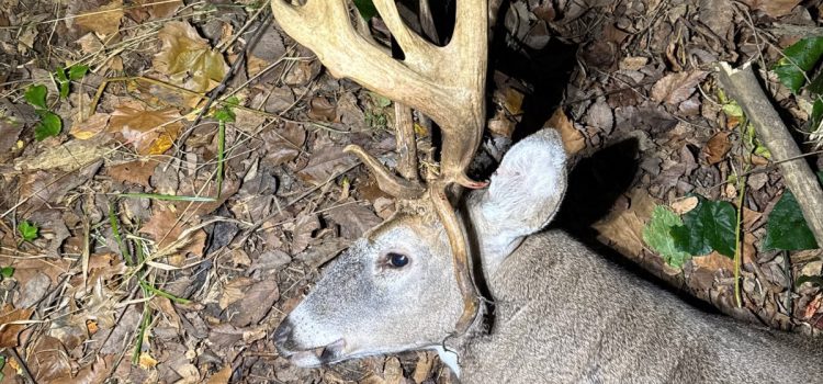 Il a presque sauté la chasse au retour de son fils, puis a tiré avec un Droptine de classe 200 Il a presque sauté la chasse au retour de son fils, puis a tiré avec un Droptine de classe 200