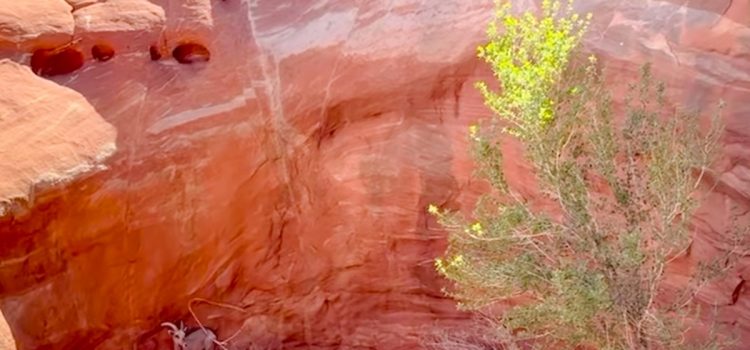 Des biologistes de l’Utah attachent 3 mouflons d’Amérique piégés dans la formation de Red Rock Des biologistes de l'Utah attachent 3 mouflons d'Amérique piégés dans la formation de Red Rock