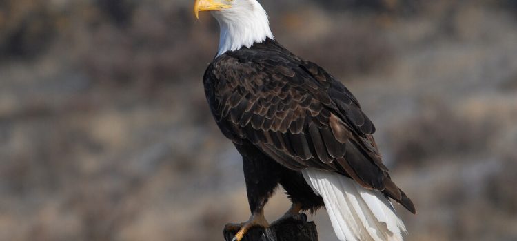 Le gouvernement fédéral annonce un plan de révision de la loi sur les espèces en voie de disparition. Il rejette la science et ajoute (plus) de bureaucratie
