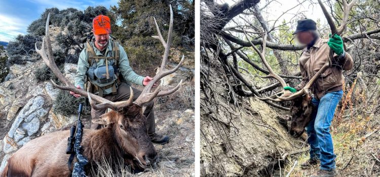Regarder : Un propriétaire foncier a volé l'élan des terres publiques de mon copain pour nous dissuader de « chasser cette tenue »

