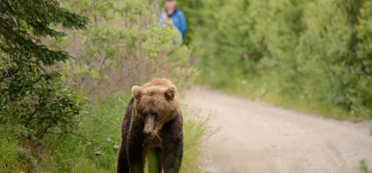 Après qu'un seul ours ait attaqué un groupe d'écoliers lors d'une randonnée, la Colombie-Britannique est invitée à rouvrir la chasse au grizzly
