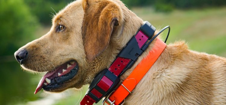 Offres du Black Friday sur l'équipement pour chiens de chasse
