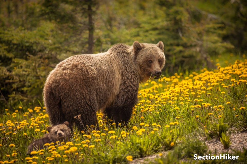 [Titre du site] Comparaison des sacs à ours et des boîtes à ours approuvés par l'IGBC