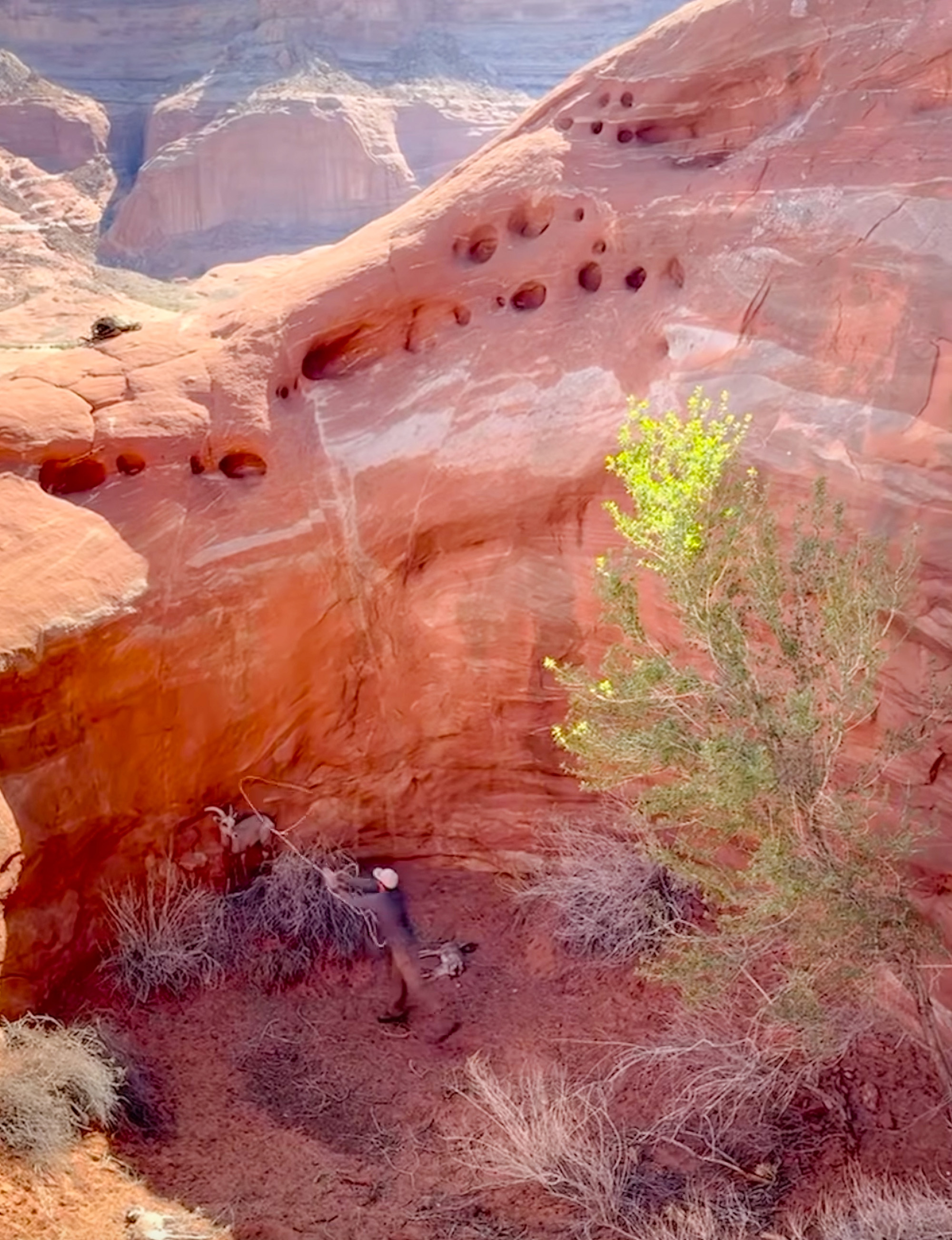 [Titre du site] Des biologistes de l'Utah attachent 3 mouflons d'Amérique piégés dans la formation de Red Rock