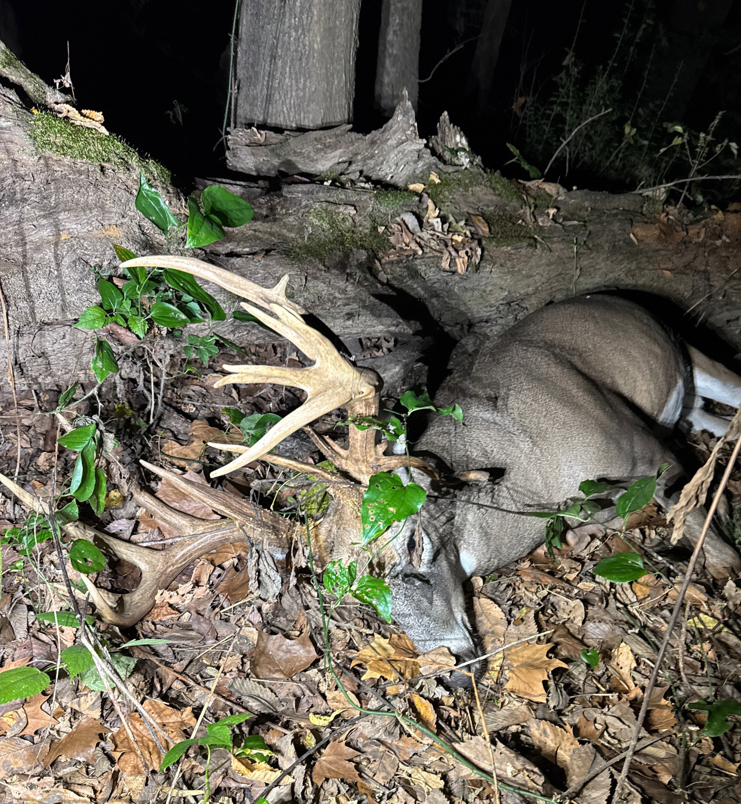 [Titre du site] Il a presque sauté la chasse au retour de son fils, puis a tiré avec un Droptine de classe 200